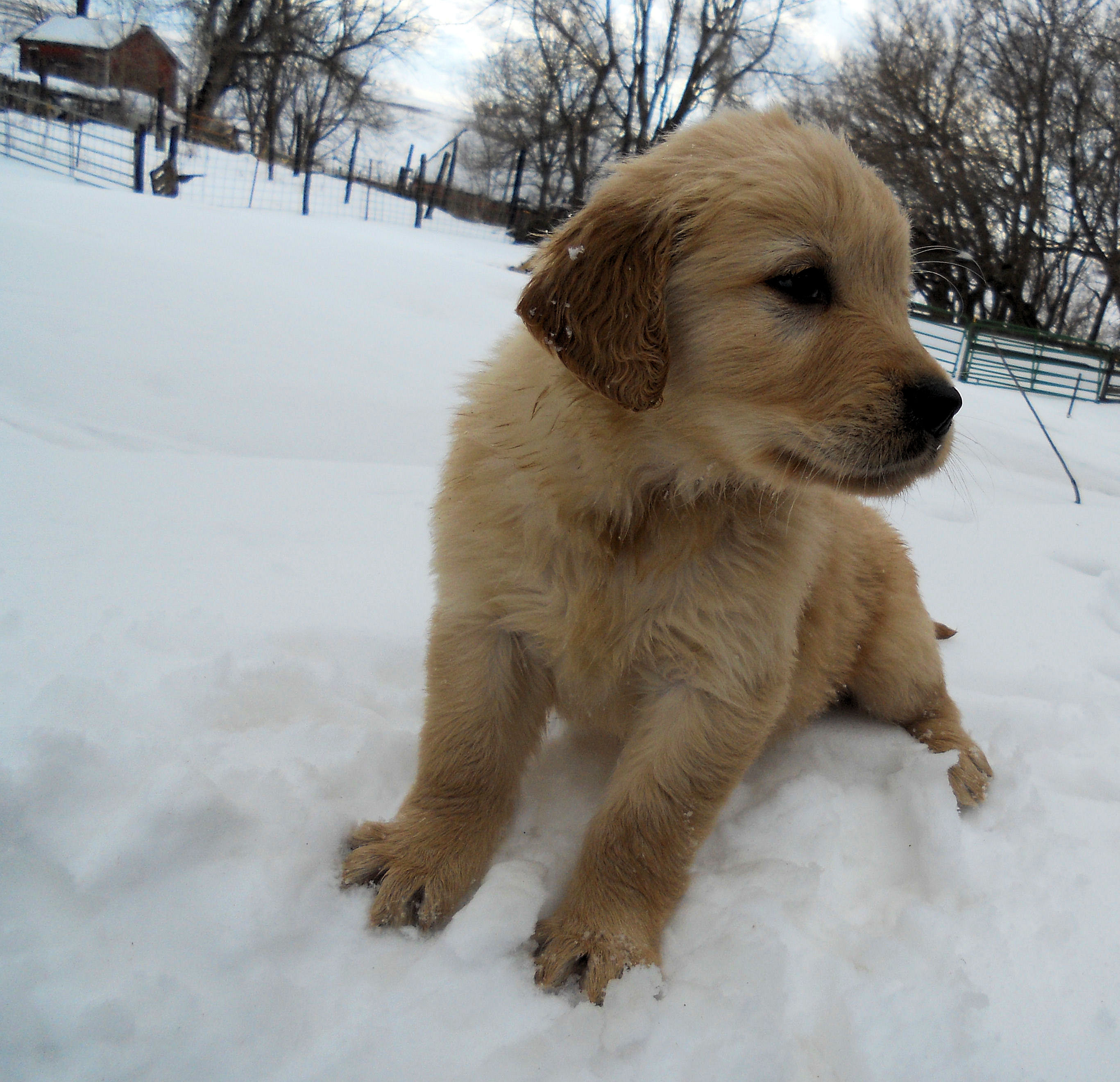 Winter Puppy