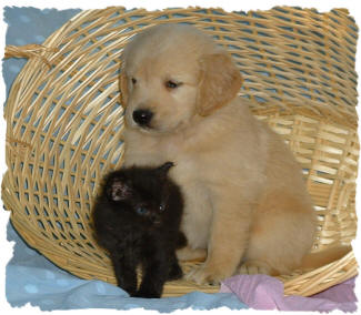puppy and Kitten